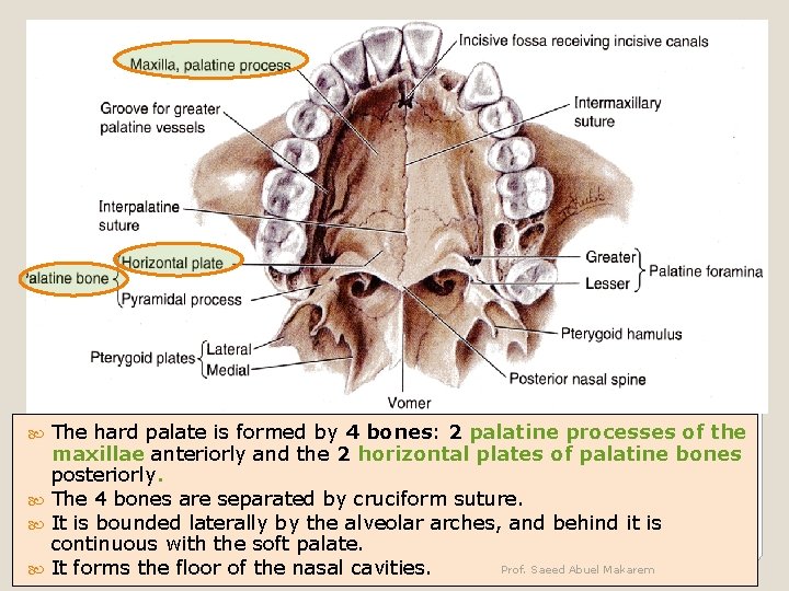 HARD PALATE The hard palate is formed by 4 bones: 2 palatine processes of