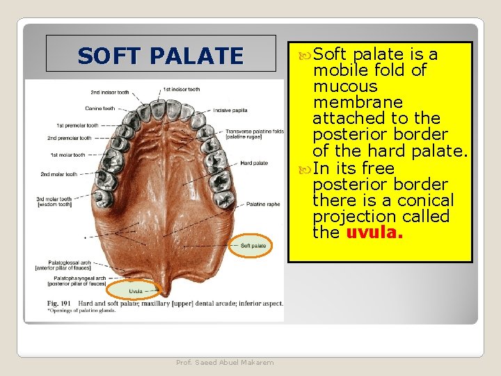 SOFT PALATE Prof. Saeed Abuel Makarem Soft palate is a mobile fold of mucous