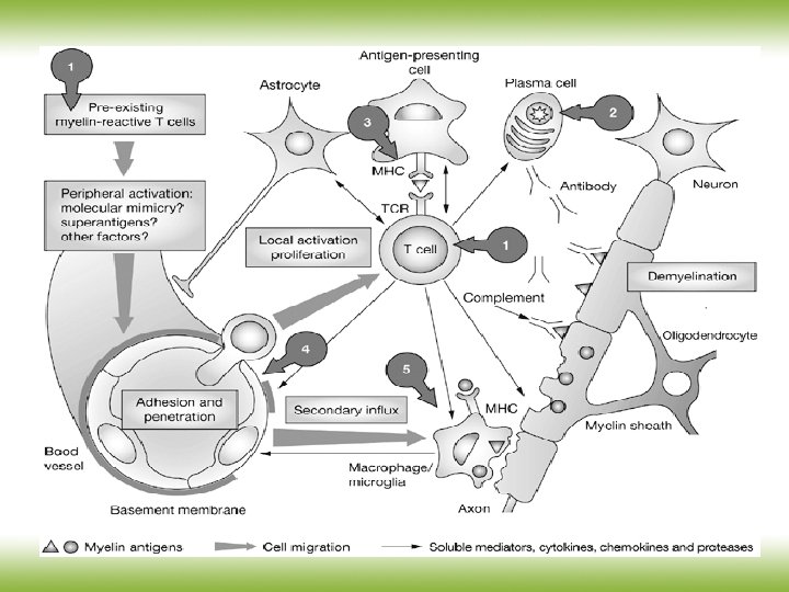 Hohlfeld R et al. (2005) Drug Insight: using monoclonal antibodies to treat multiple sclerosis