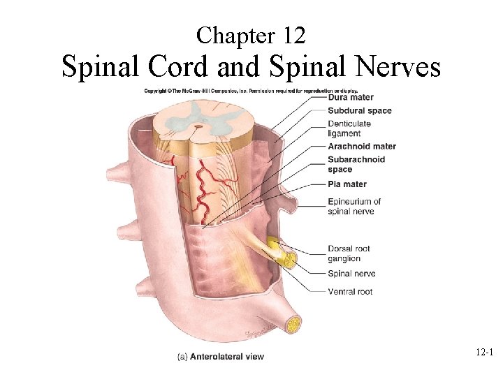 Chapter 12 Spinal Cord and Spinal Nerves 12 -1 
