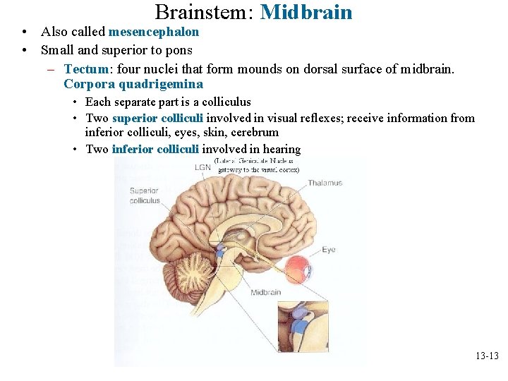 Brainstem: Midbrain • Also called mesencephalon • Small and superior to pons – Tectum: