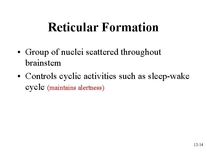 Reticular Formation • Group of nuclei scattered throughout brainstem • Controls cyclic activities such