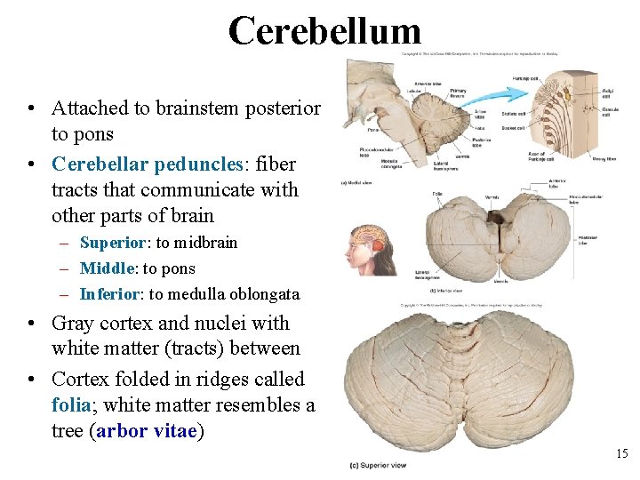 Cerebellum • Attached to brainstem posterior to pons • Cerebellar peduncles: fiber tracts that