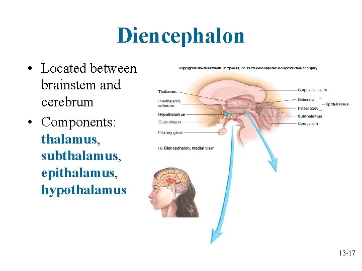 Diencephalon • Located between brainstem and cerebrum • Components: thalamus, subthalamus, epithalamus, hypothalamus 13