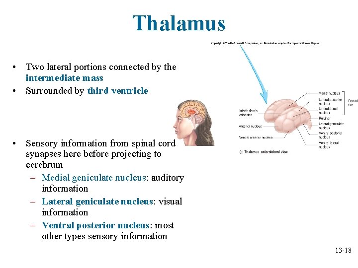 Thalamus • Two lateral portions connected by the intermediate mass • Surrounded by third