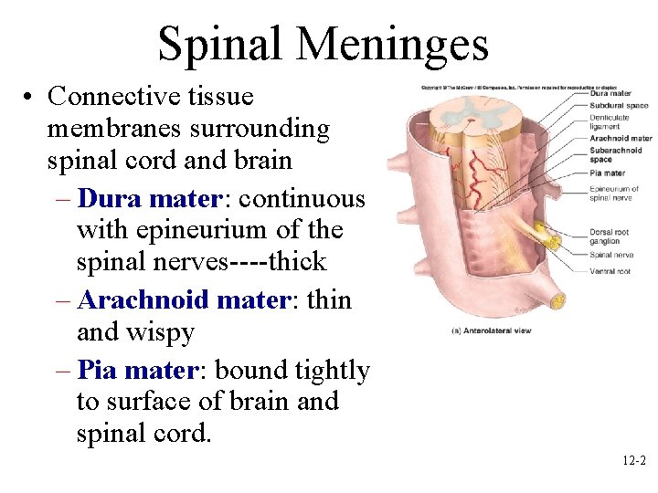 Spinal Meninges • Connective tissue membranes surrounding spinal cord and brain – Dura mater: