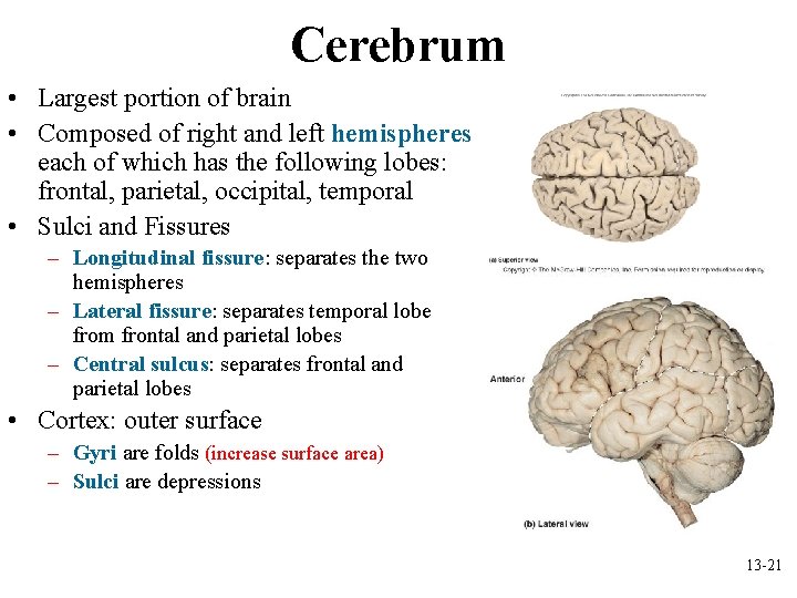 Cerebrum • Largest portion of brain • Composed of right and left hemispheres each