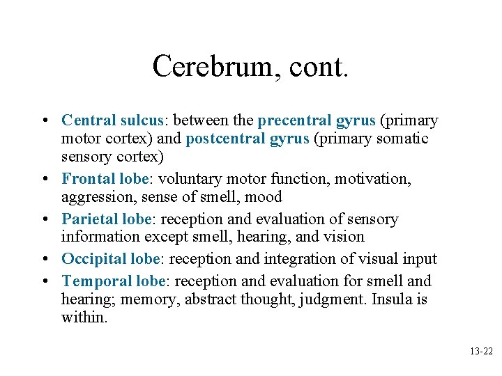 Cerebrum, cont. • Central sulcus: between the precentral gyrus (primary motor cortex) and postcentral