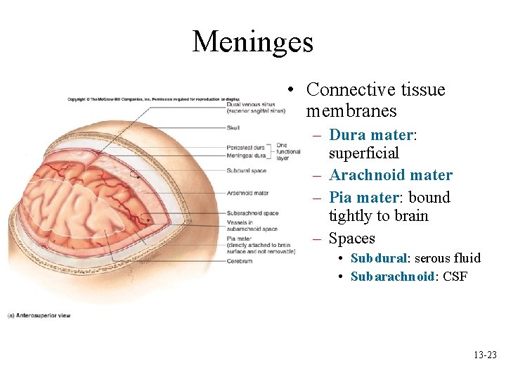 Meninges • Connective tissue membranes – Dura mater: superficial – Arachnoid mater – Pia