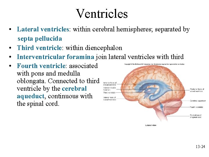 Ventricles • Lateral ventricles: within cerebral hemispheres; separated by septa pellucida • Third ventricle: