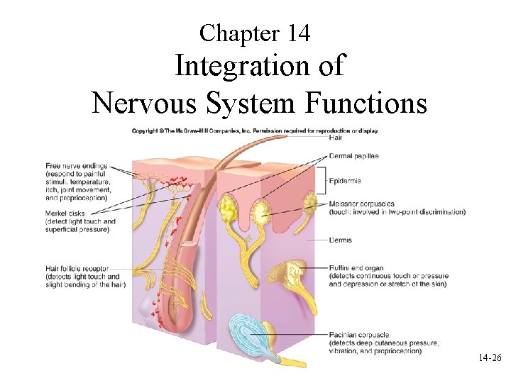 Chapter 14 Integration of Nervous System Functions 14 -26 