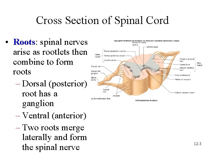 Cross Section of Spinal Cord • Roots: spinal nerves arise as rootlets then combine