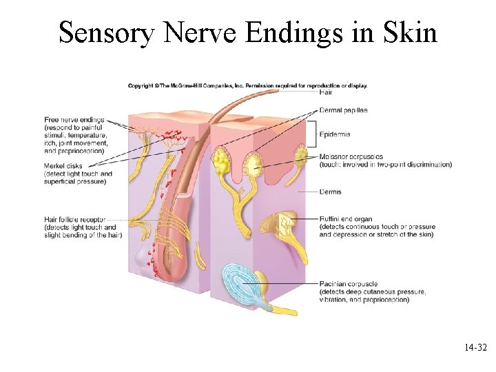 Sensory Nerve Endings in Skin 14 -32 