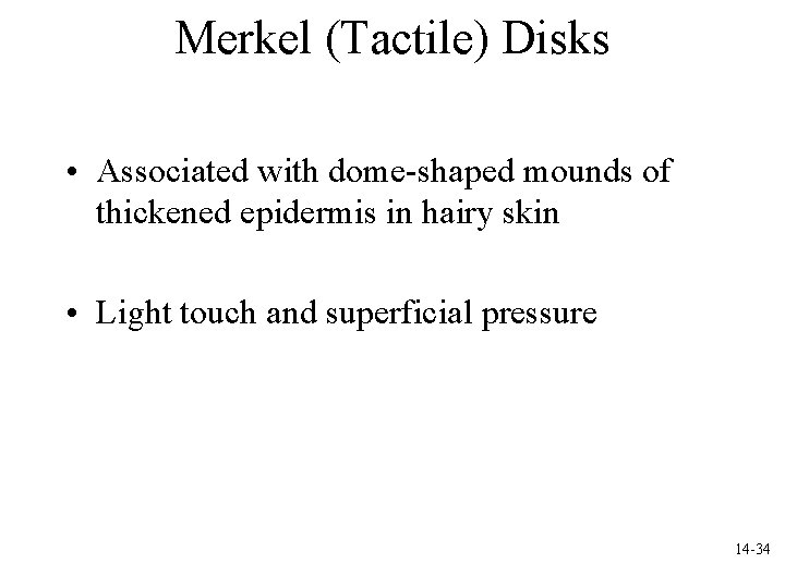 Merkel (Tactile) Disks • Associated with dome-shaped mounds of thickened epidermis in hairy skin