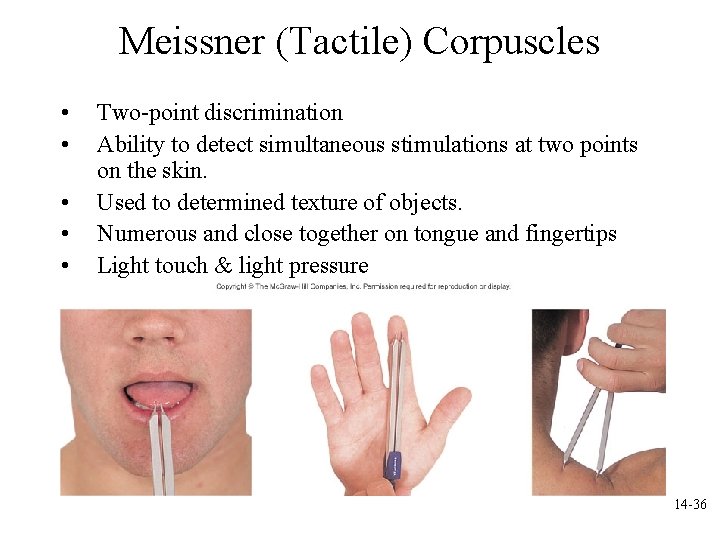 Meissner (Tactile) Corpuscles • • • Two-point discrimination Ability to detect simultaneous stimulations at