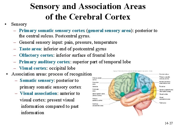 Sensory and Association Areas of the Cerebral Cortex • Sensory – Primary somatic sensory
