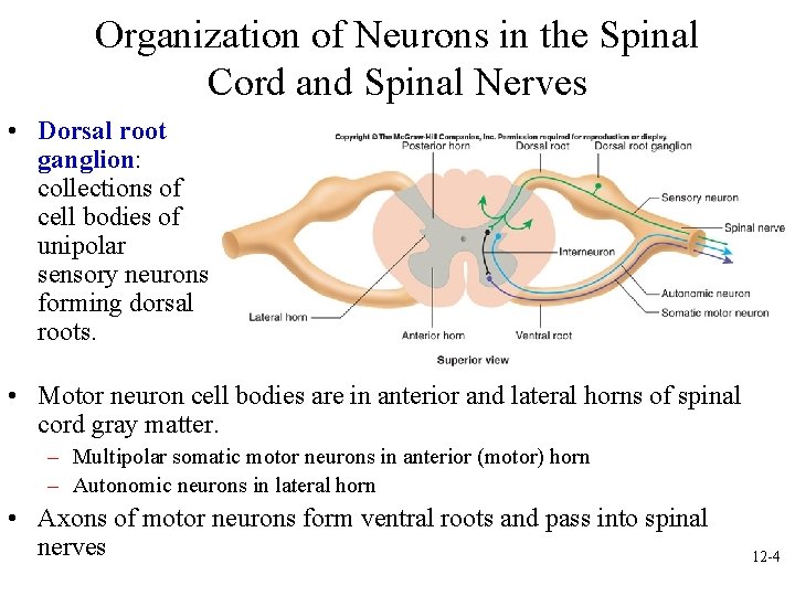 Organization of Neurons in the Spinal Cord and Spinal Nerves • Dorsal root ganglion: