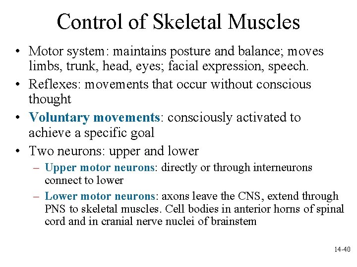 Control of Skeletal Muscles • Motor system: maintains posture and balance; moves limbs, trunk,