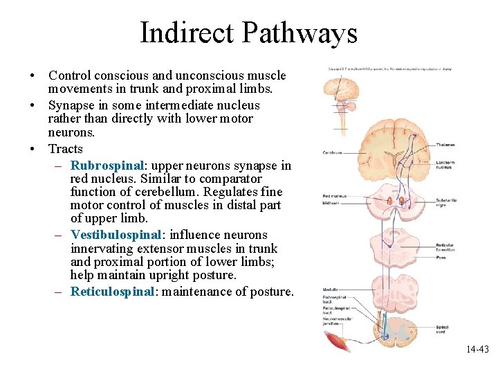 Indirect Pathways • Control conscious and unconscious muscle movements in trunk and proximal limbs.