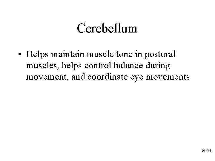 Cerebellum • Helps maintain muscle tone in postural muscles, helps control balance during movement,