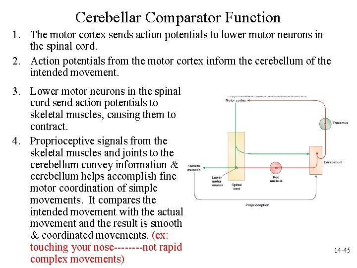 Cerebellar Comparator Function 1. The motor cortex sends action potentials to lower motor neurons