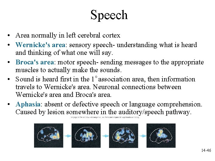 Speech • Area normally in left cerebral cortex • Wernicke's area: sensory speech- understanding