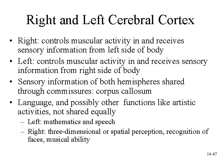 Right and Left Cerebral Cortex • Right: controls muscular activity in and receives sensory