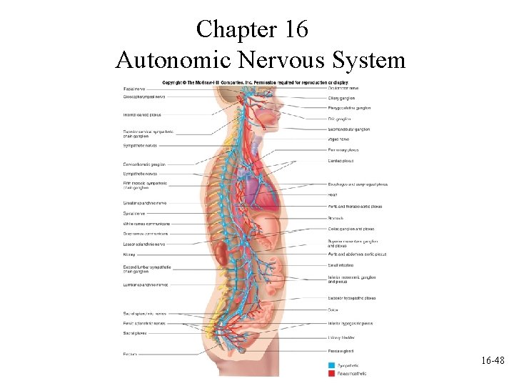Chapter 16 Autonomic Nervous System 16 -48 