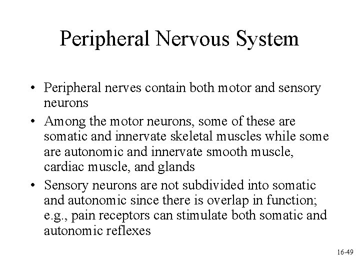 Peripheral Nervous System • Peripheral nerves contain both motor and sensory neurons • Among