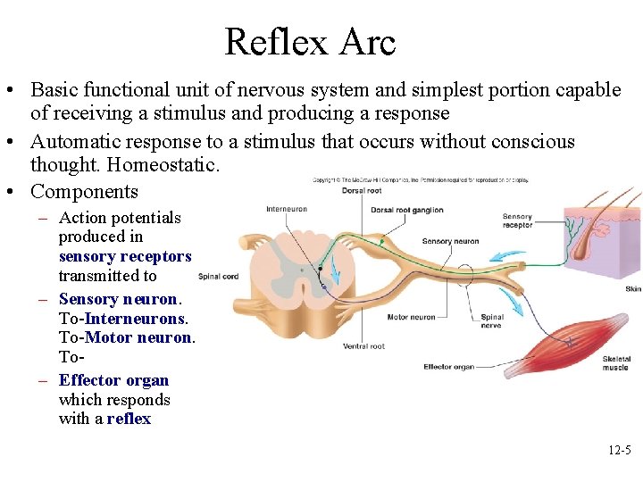 Reflex Arc • Basic functional unit of nervous system and simplest portion capable of