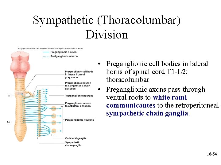 Sympathetic (Thoracolumbar) Division • Preganglionic cell bodies in lateral horns of spinal cord T