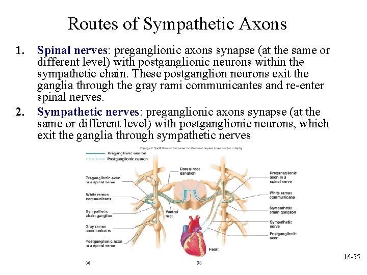 Routes of Sympathetic Axons 1. Spinal nerves: preganglionic axons synapse (at the same or