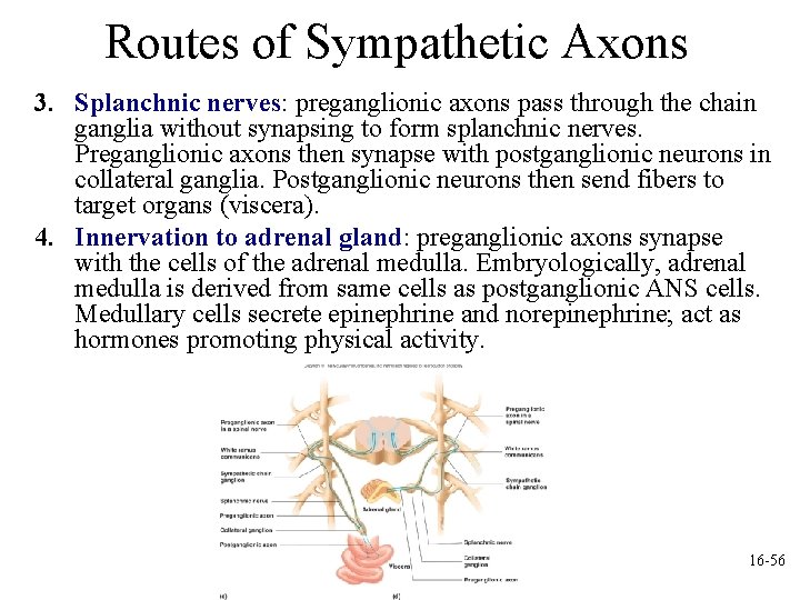 Routes of Sympathetic Axons 3. Splanchnic nerves: preganglionic axons pass through the chain ganglia