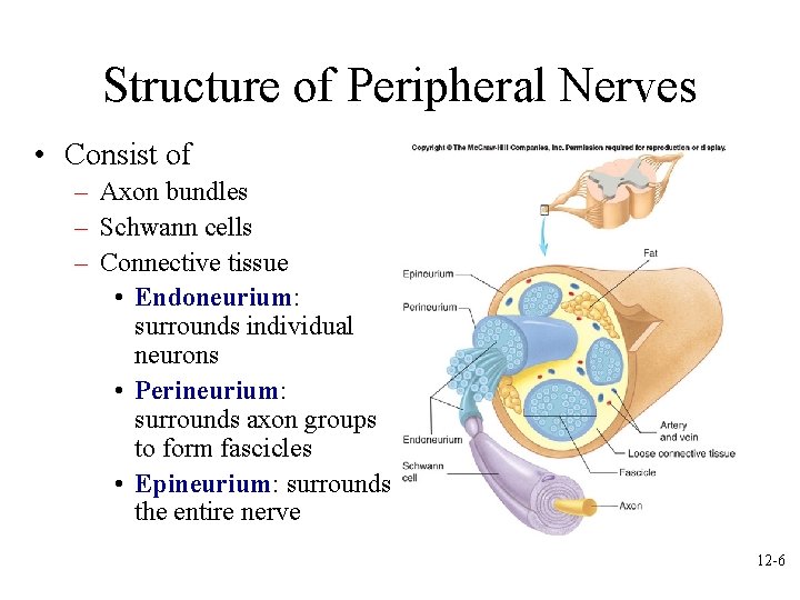 Structure of Peripheral Nerves • Consist of – Axon bundles – Schwann cells –