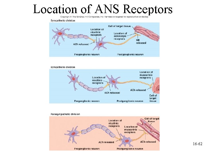 Location of ANS Receptors 16 -62 