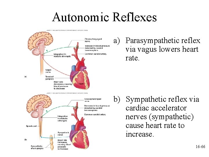 Autonomic Reflexes a) Parasympathetic reflex via vagus lowers heart rate. b) Sympathetic reflex via