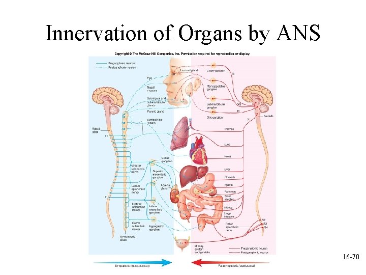 Innervation of Organs by ANS 16 -70 