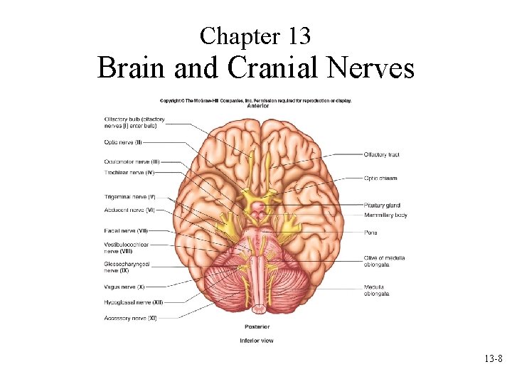 Chapter 13 Brain and Cranial Nerves 13 -8 