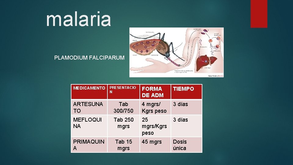 malaria PLAMODIUM FALCIPARUM MEDICAMENTO PRESENTACIO N FORMA DE ADM TIEMPO ARTESUNA TO Tab 300/750