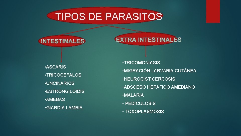 TIPOS DE PARASITOS • ASCARIS • TRICOCEFALOS • UNCINARIOS • ESTRONGILOIDIS • AMEBAS •