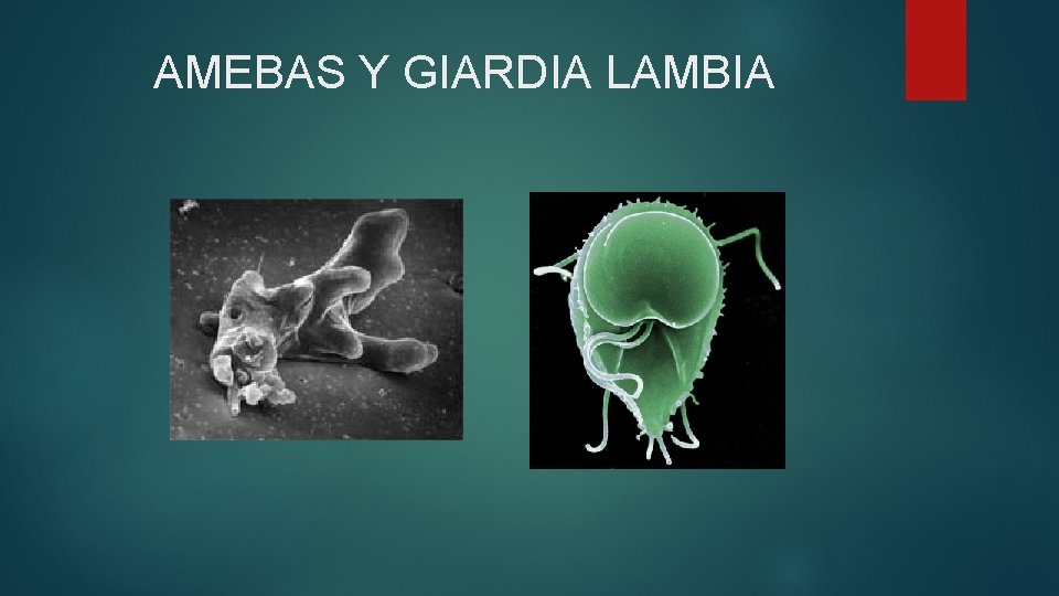 AMEBAS Y GIARDIA LAMBIA 