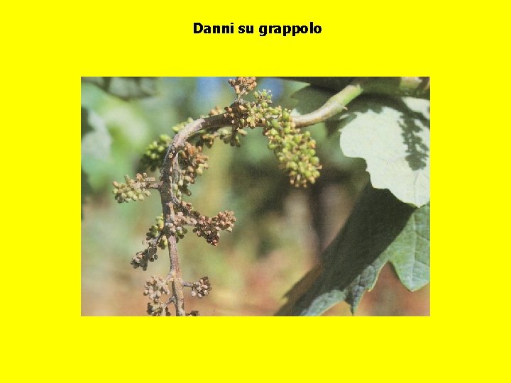 Danni su grappolo 