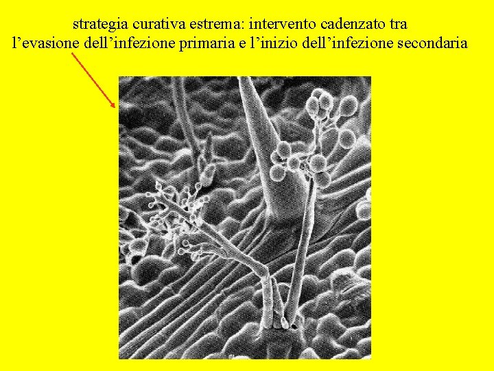 strategia curativa estrema: intervento cadenzato tra l’evasione dell’infezione primaria e l’inizio dell’infezione secondaria 