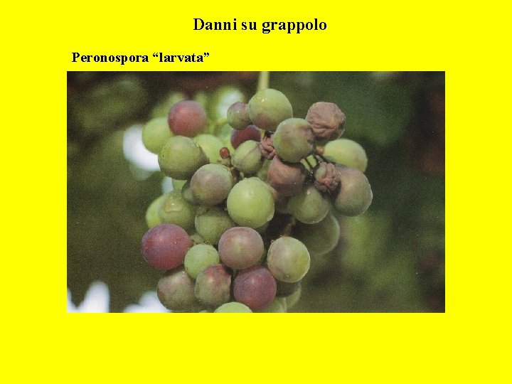 Danni su grappolo Peronospora “larvata” 
