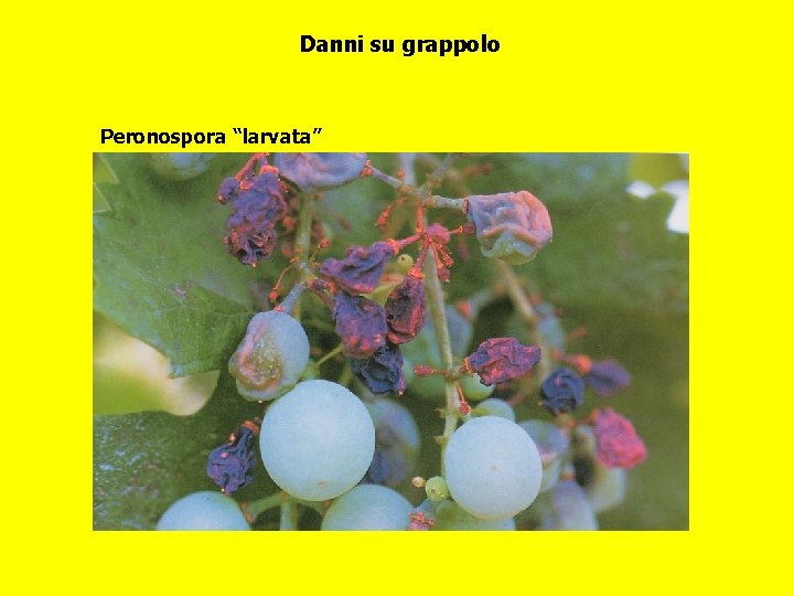 Danni su grappolo Peronospora “larvata” 