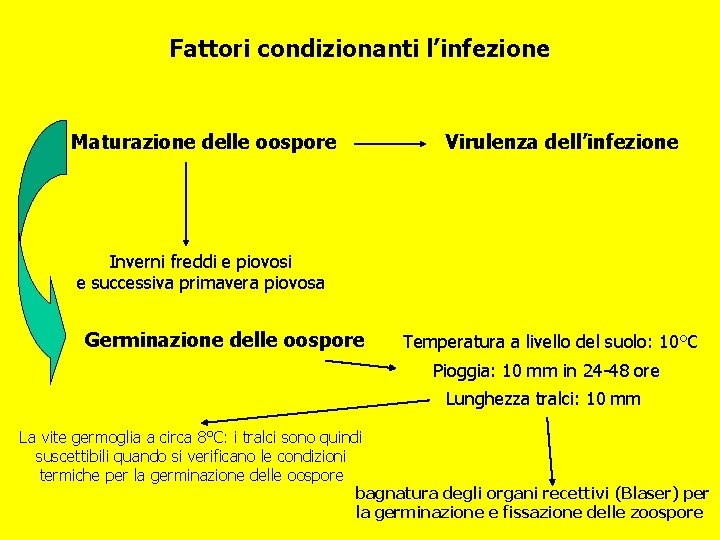 Fattori condizionanti l’infezione Maturazione delle oospore Virulenza dell’infezione Inverni freddi e piovosi e successiva