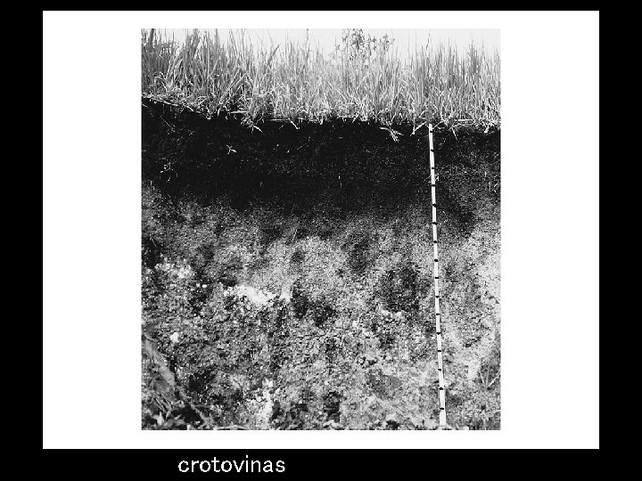 crotovinas 