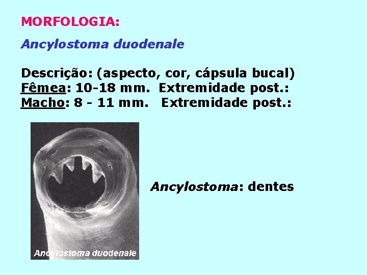 MORFOLOGIA: Ancylostoma duodenale Descrição: (aspecto, cor, cápsula bucal) Fêmea: 10 -18 mm. Extremidade post.
