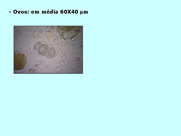 - Ovos: em média 60 X 40 m 