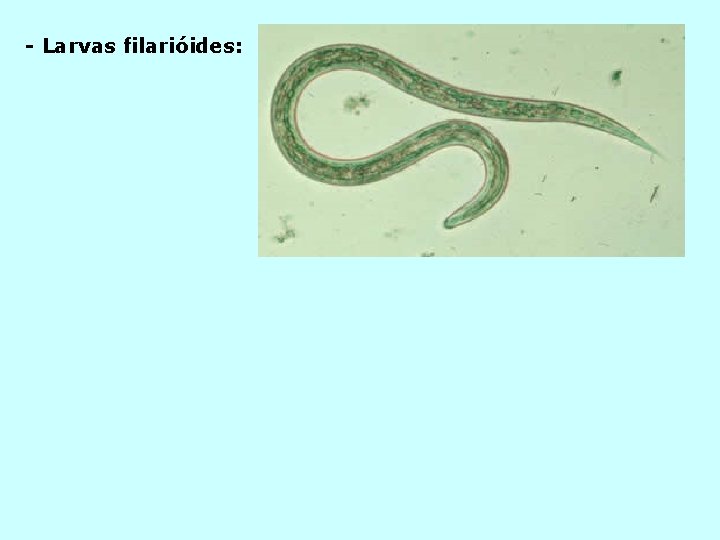 - Larvas filarióides: 